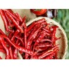 精品印度S17辣椒供應(yīng) S17  Chilli